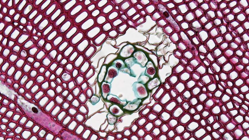 a close up view of a plant cell