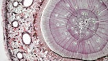 A detailed view of a plant stem cross-section under a microscope, displaying concentric circles and cellular structures in varying shades of purple and pink. The arrangement reveals the different layers of cells and vascular tissues.