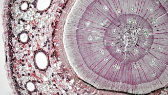 A detailed view of a plant stem cross-section under a microscope, displaying concentric circles and cellular structures in varying shades of purple and pink. The arrangement reveals the different layers of cells and vascular tissues.