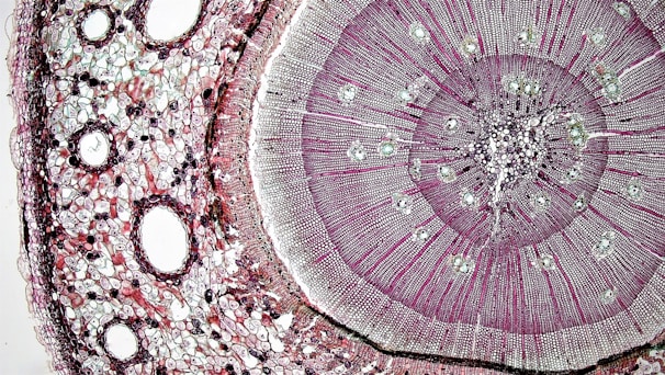 A detailed view of a plant stem cross-section under a microscope, displaying concentric circles and cellular structures in varying shades of purple and pink. The arrangement reveals the different layers of cells and vascular tissues.