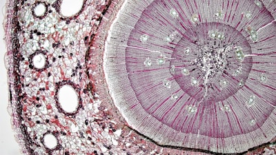A detailed view of a plant stem cross-section under a microscope, displaying concentric circles and cellular structures in varying shades of purple and pink. The arrangement reveals the different layers of cells and vascular tissues.