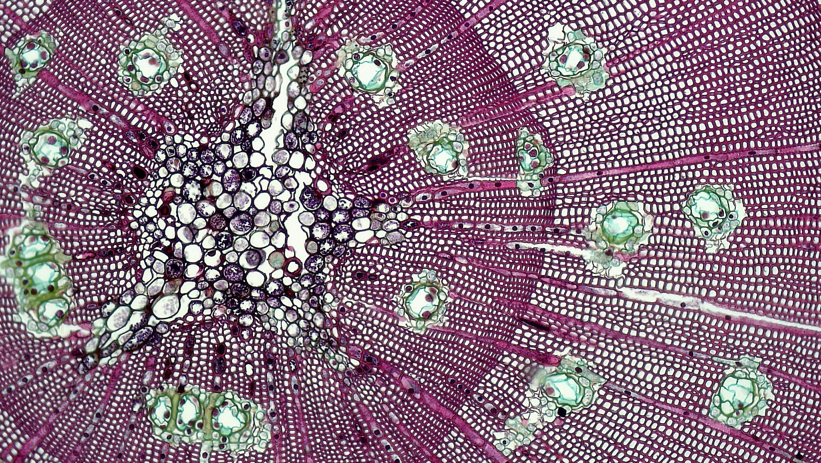 a close up view of a purple flower