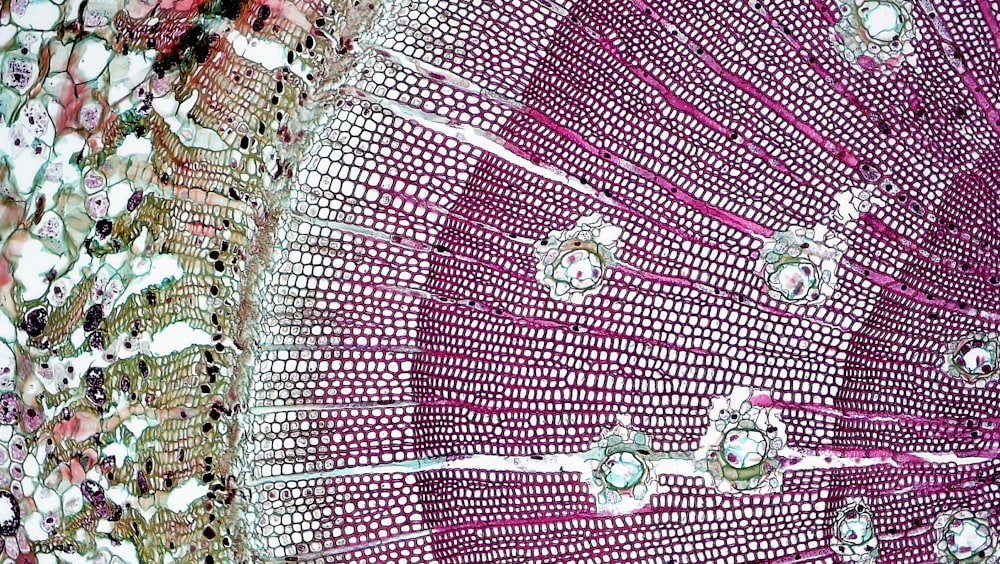 a close up view of a pink flower