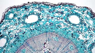 A detailed view of a plant stem cross-section under a microscope, revealing intricate cellular structures. The layers of cells are arranged in circular patterns, with a vivid contrast between the light blue and dark blue colors, highlighting the different types of plant tissue.