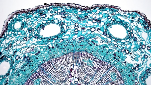 A detailed view of a plant stem cross-section under a microscope, revealing intricate cellular structures. The layers of cells are arranged in circular patterns, with a vivid contrast between the light blue and dark blue colors, highlighting the different types of plant tissue.