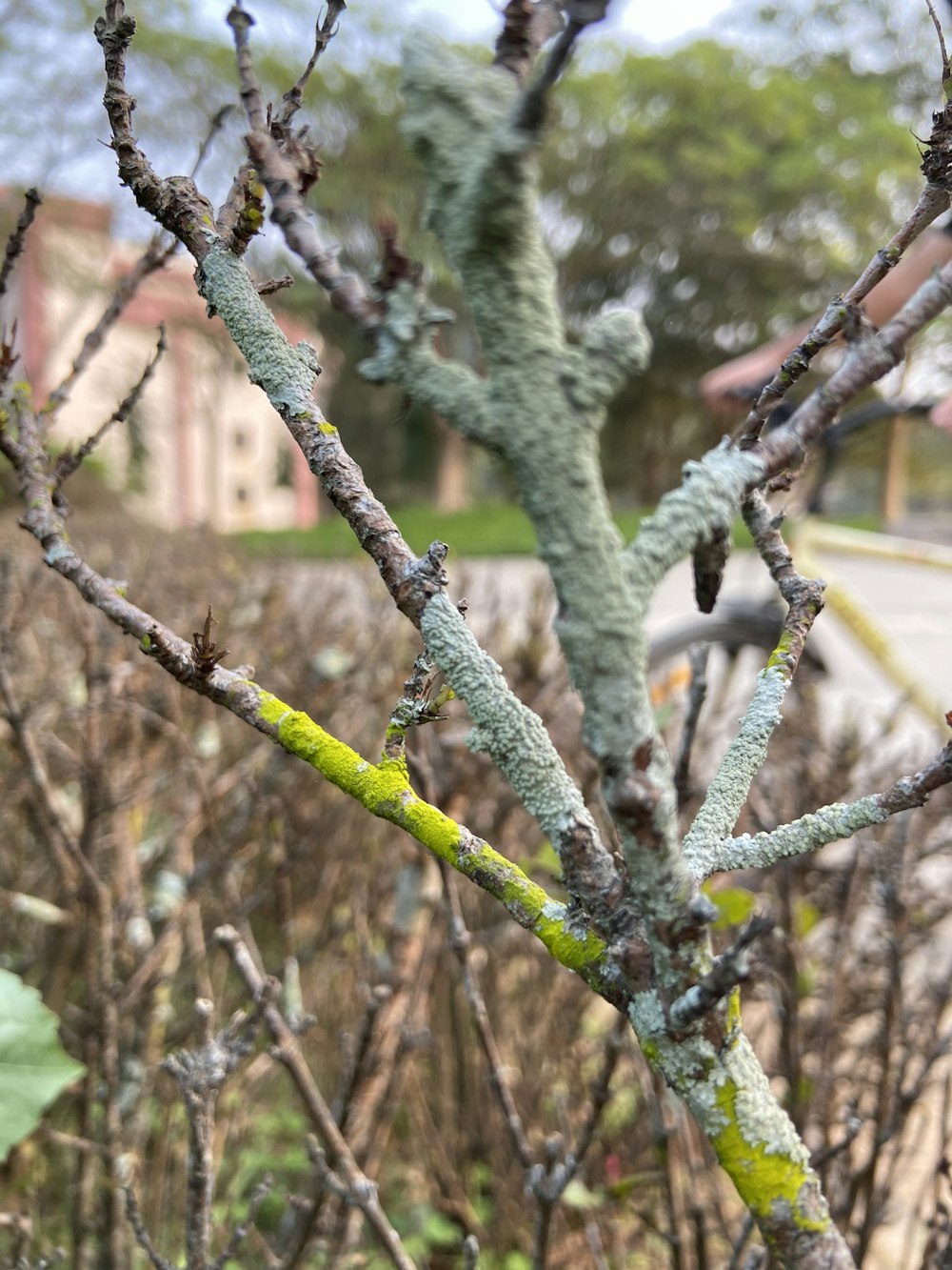 a close up of a tree with green leaves