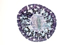 A circular cross-section of a plant stem under a microscope, displaying a vivid pattern of cells with variations in color. The center is densely packed with small, circular cells that gradually transition to larger, more polygonal shapes toward the edges. Different shades of purple, blue, and green create a layered effect throughout the structure.