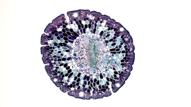 A circular cross-section of a plant stem under a microscope, displaying a vivid pattern of cells with variations in color. The center is densely packed with small, circular cells that gradually transition to larger, more polygonal shapes toward the edges. Different shades of purple, blue, and green create a layered effect throughout the structure.