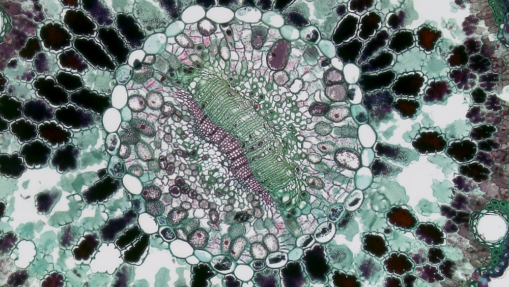 a close up of a green and purple flower