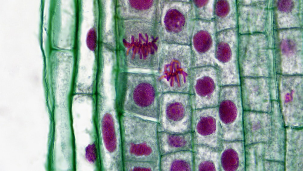 a close up of a plant cell