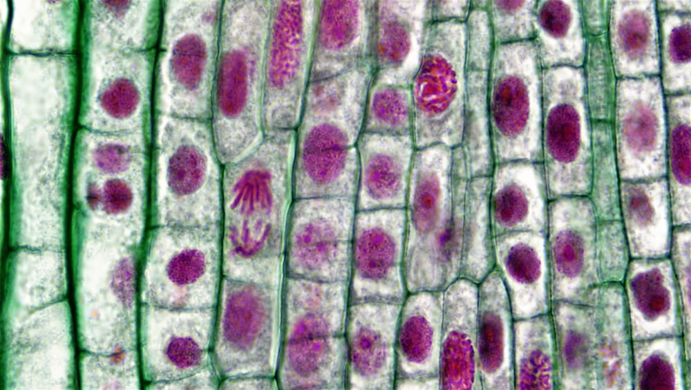 a close up view of a plant's cells