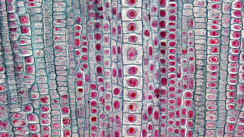 a close up of an animal's skin with red dots