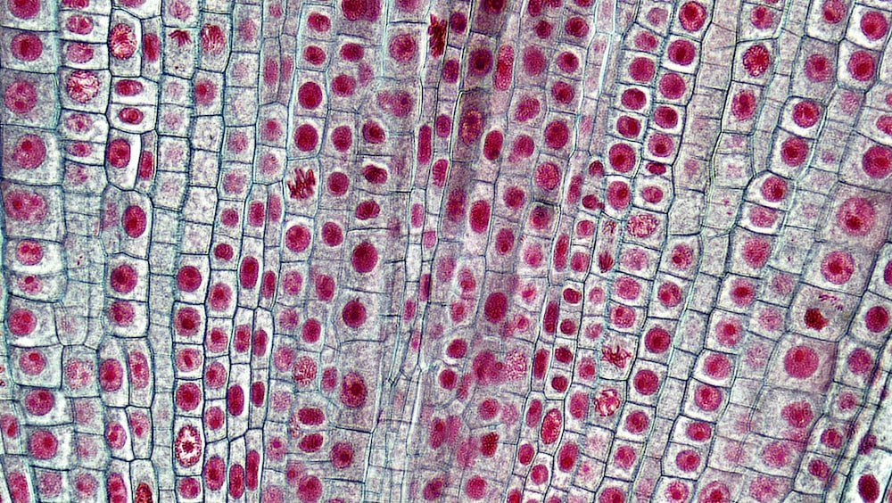 a close up view of a plant cell