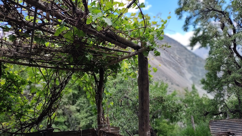 a gazebo covered in vines next to a forest