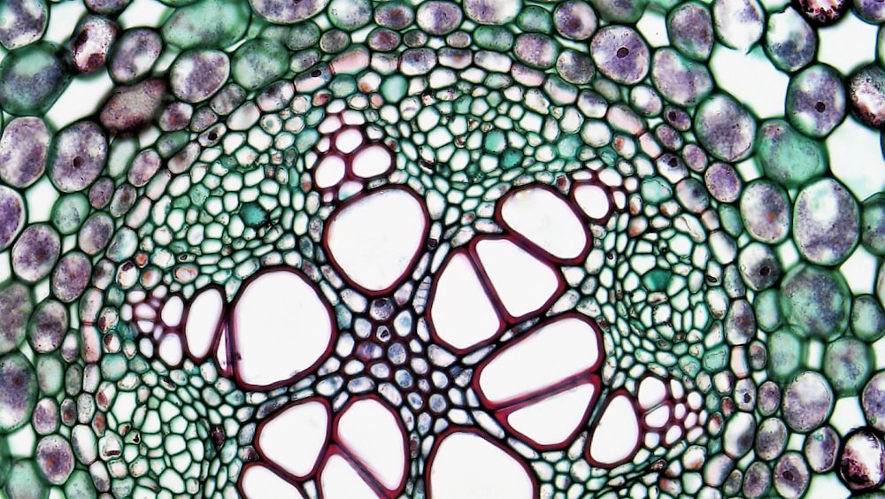 a close up view of a plant cell