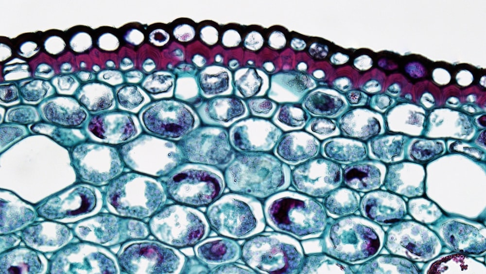 a close up view of an animal cell