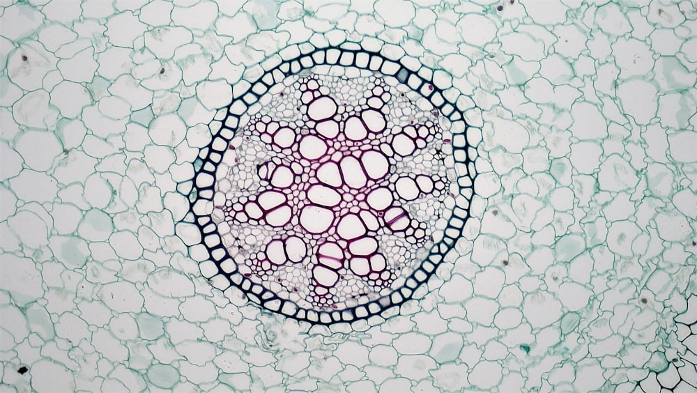 a close up of a plant cell