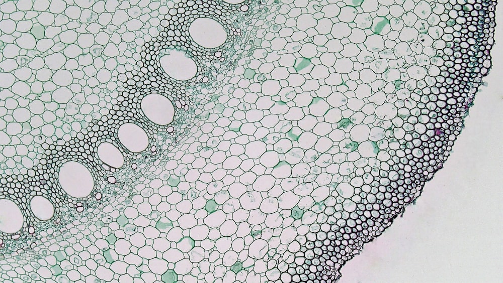 a close up of a leaf with many circles