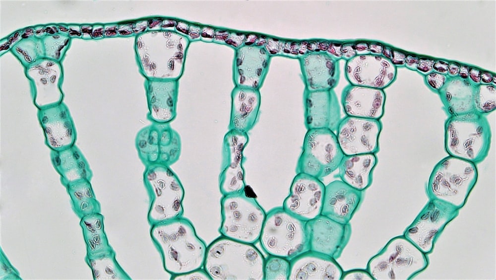 a close up of a plant cell