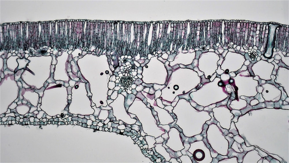 a cross section of a plant cell