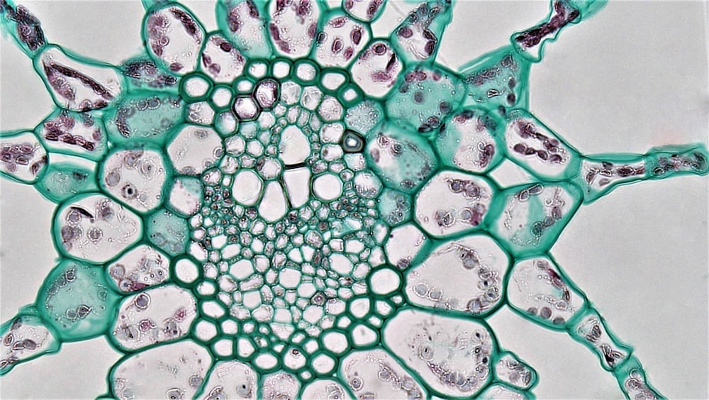 a close up of a green and white flower