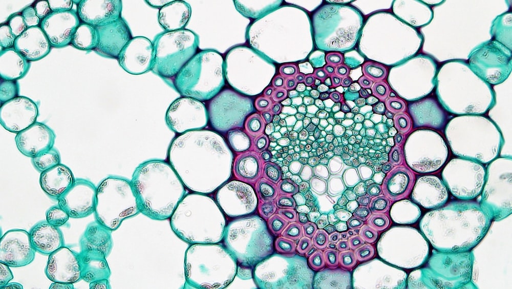 a close up view of a plant cell