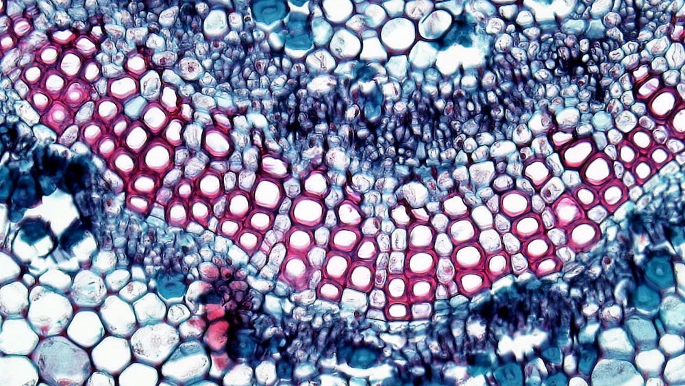 a close up of a red and white substance