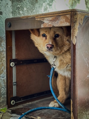 A small, fluffy dog with a light brown coat is sitting inside a weathered and slightly damaged wooden cabinet. The dog is wearing a blue leash attached to its collar. The surroundings appear rustic, with peeling paint on the cabinet and an aged concrete wall in the background.