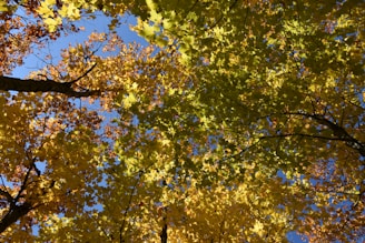 a group of trees with yellow and red leaves