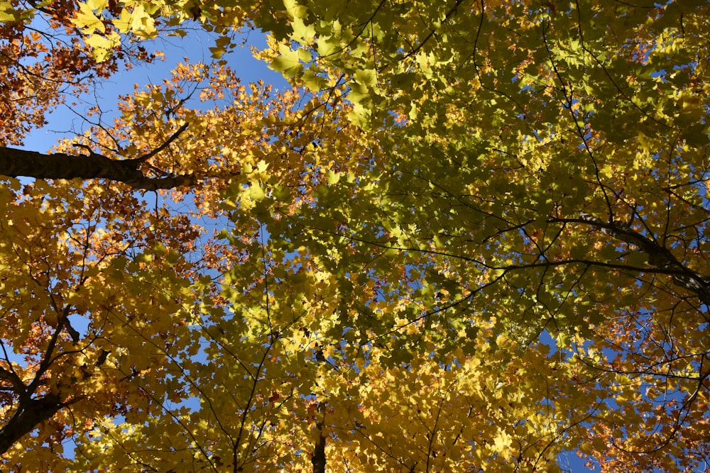 a group of trees with yellow and red leaves