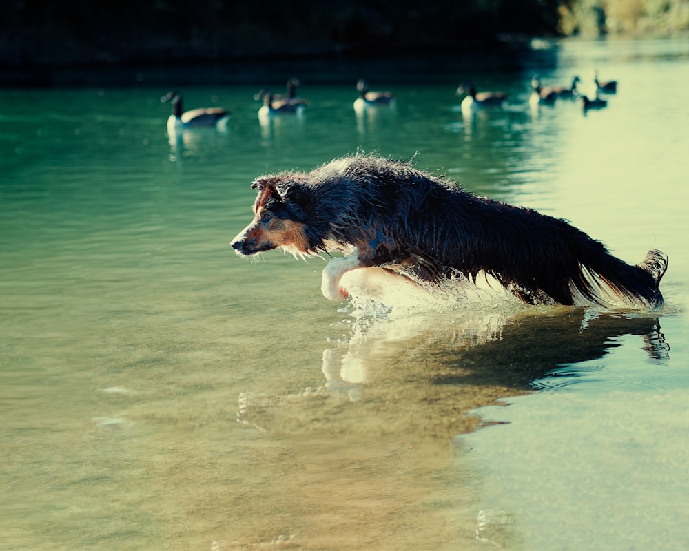 a dog is wading in the water with ducks in the background