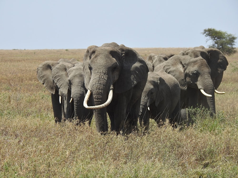 a herd of elephants walking across a grass covered field