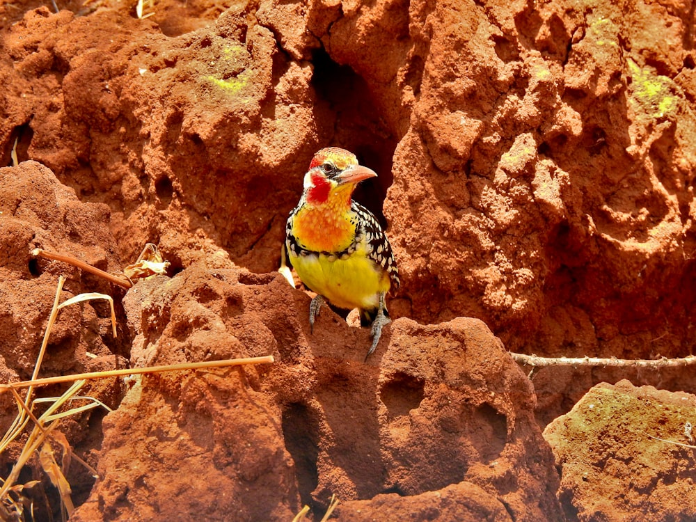 a colorful bird is standing on a rock