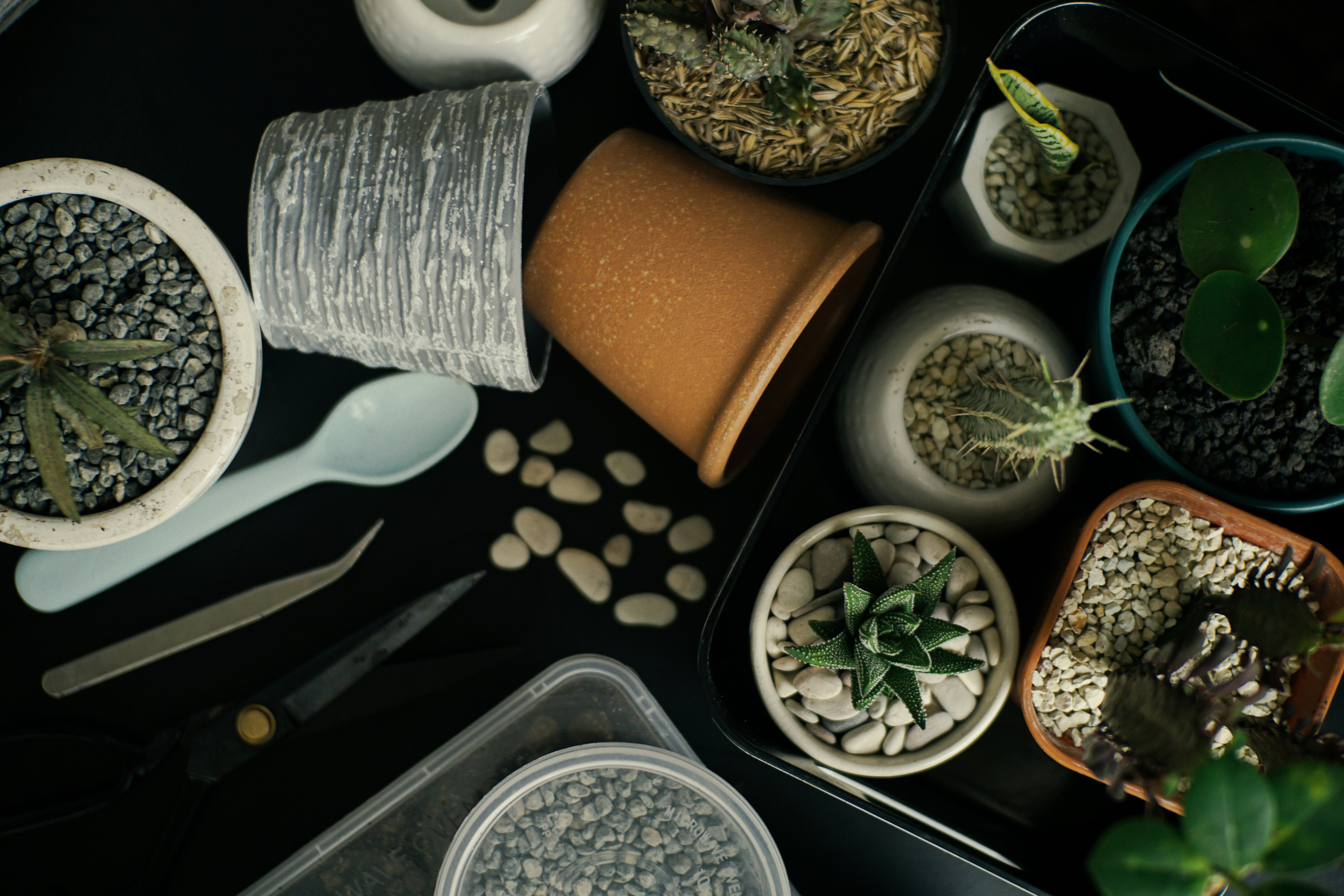 a table topped with potted plants next to a pair of scissors