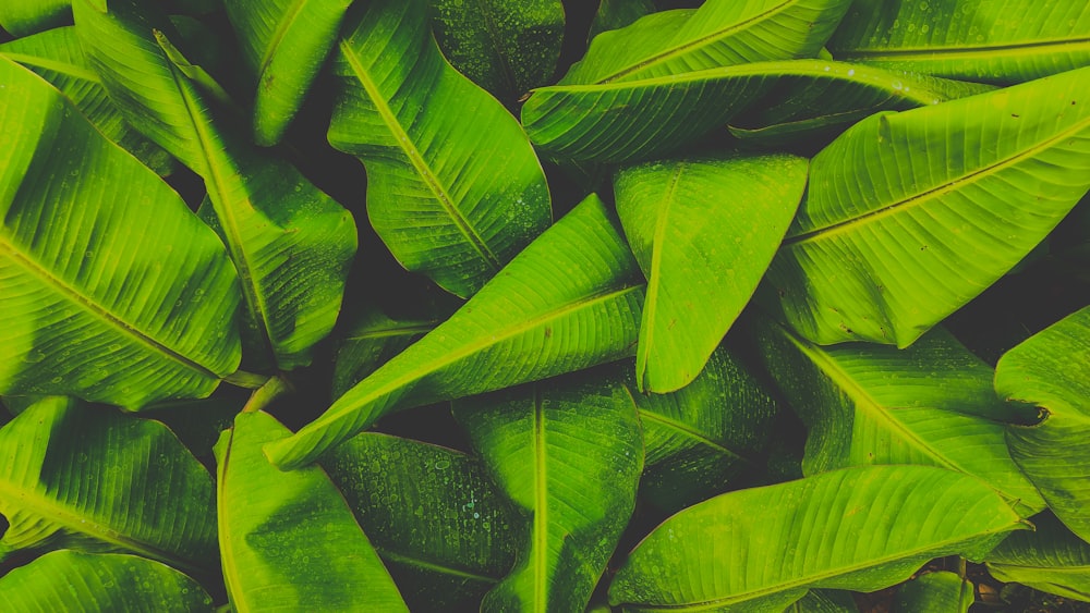 a close up of a bunch of green leaves