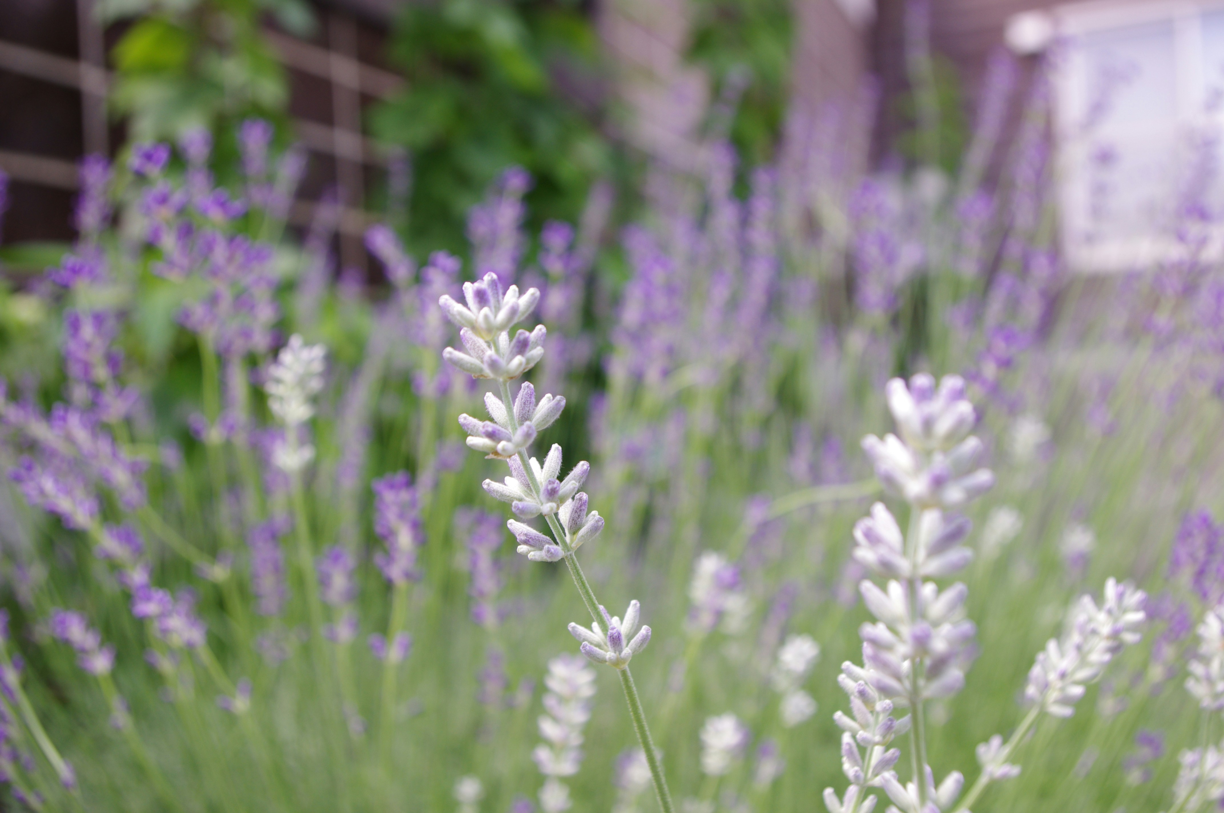 Photo by prissiewerks