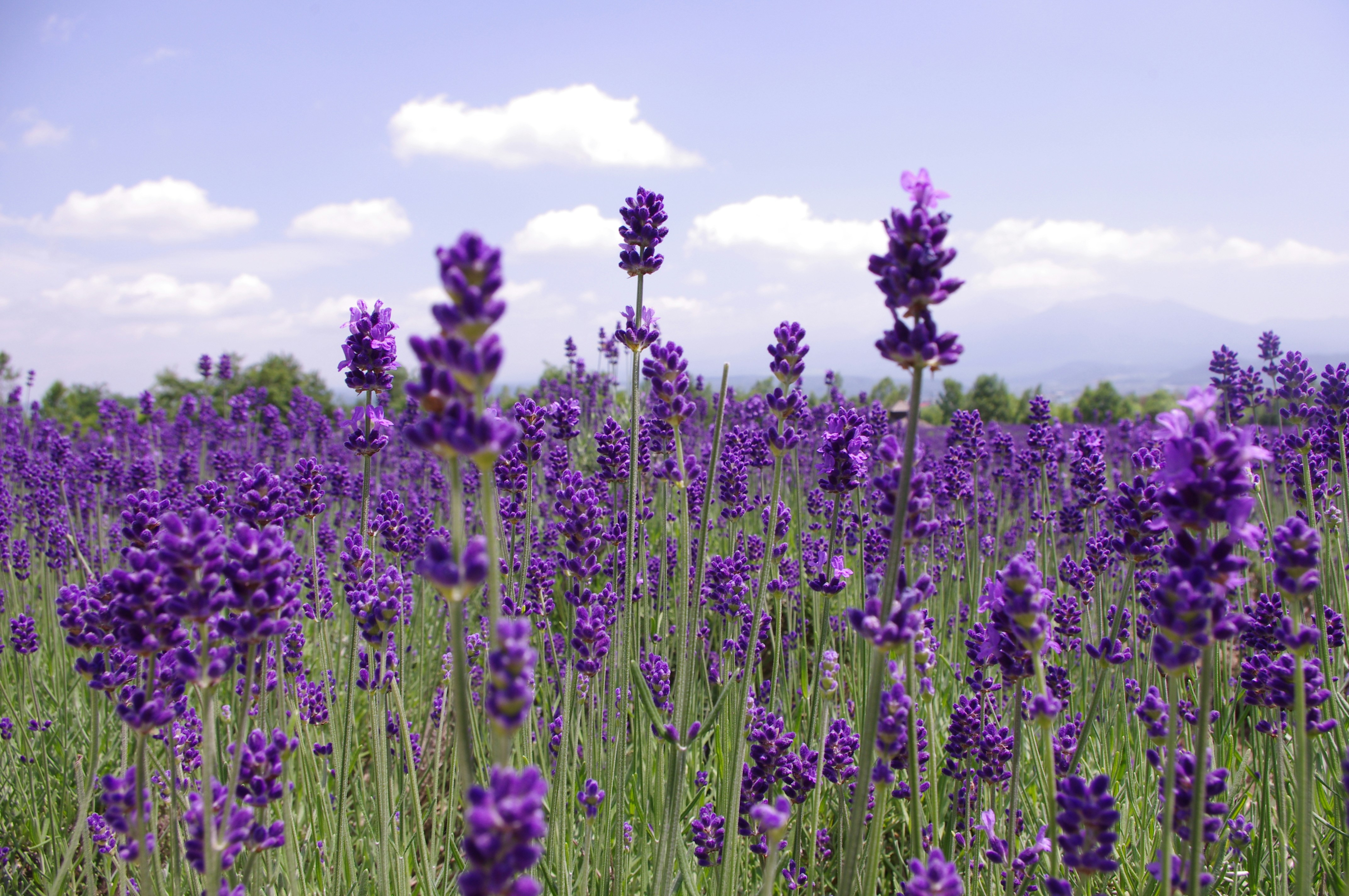 Photo by prissiewerks