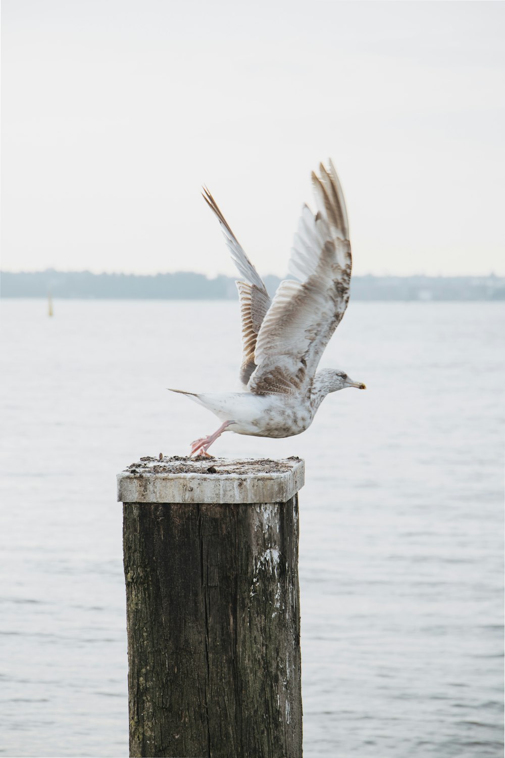 a seagull landing on top of a wooden post