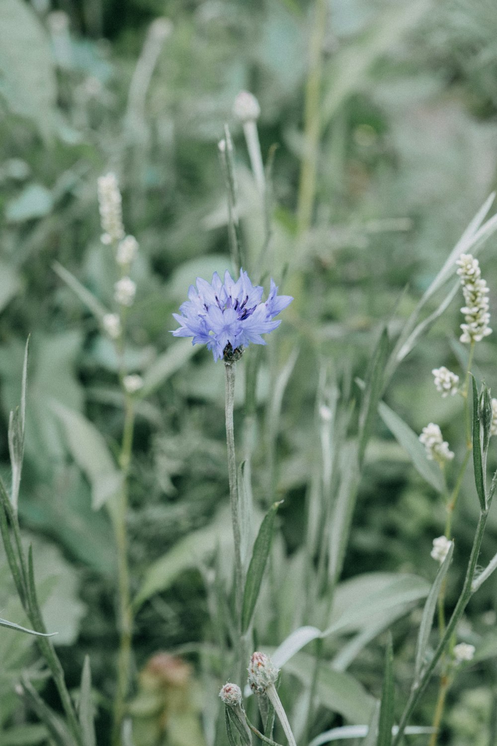 a blue flower in a field of grass