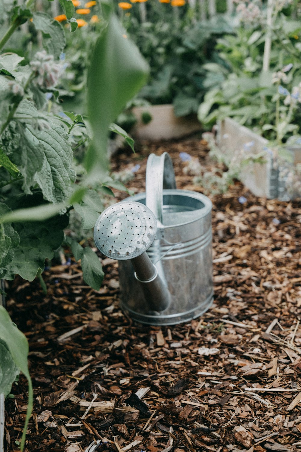 a garden filled with lots of green plants