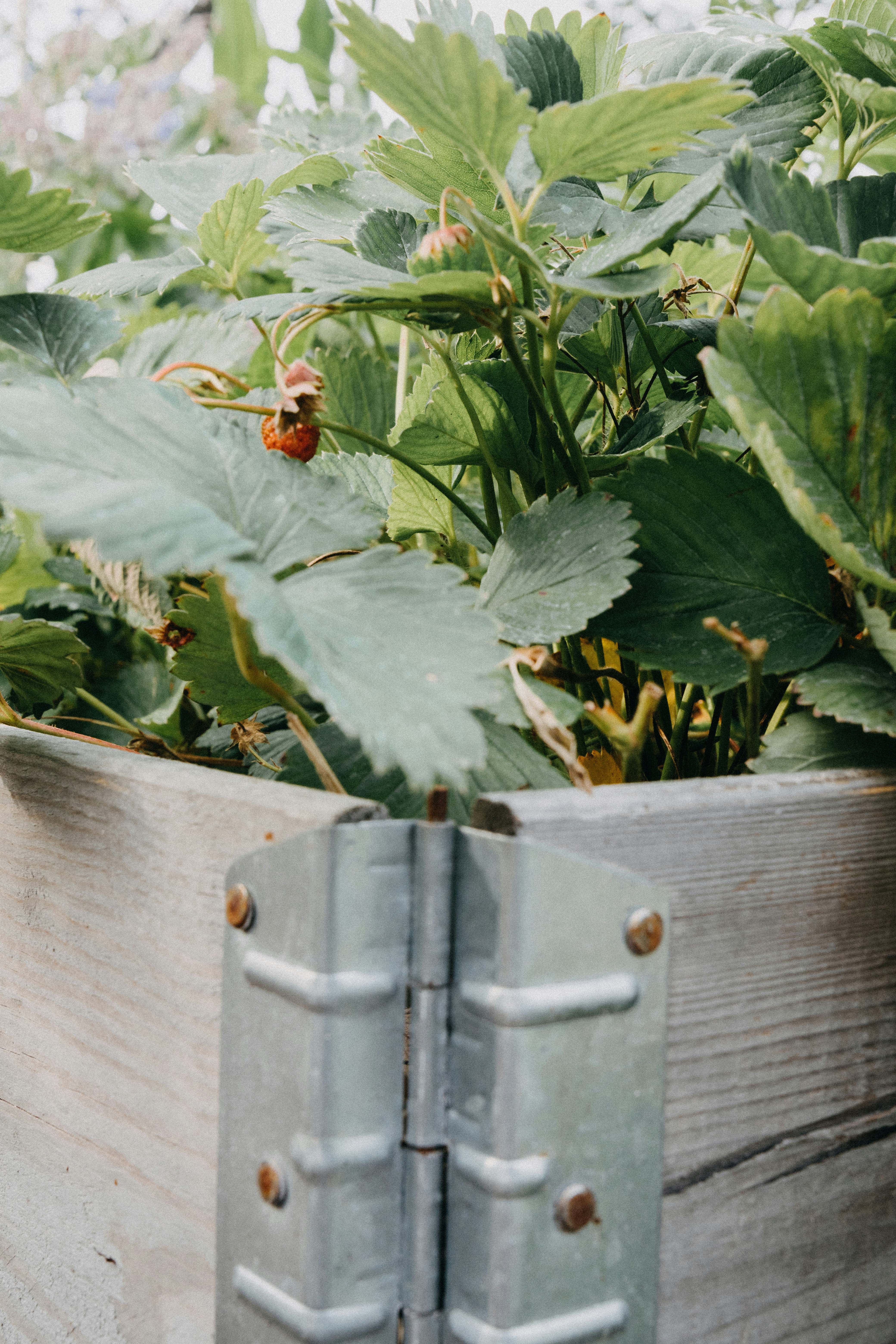 a close up of a plant in a wooden container