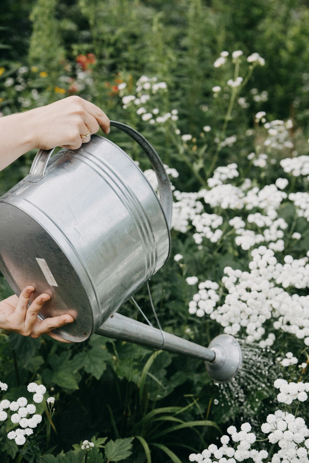 a person watering flowers with a watering can