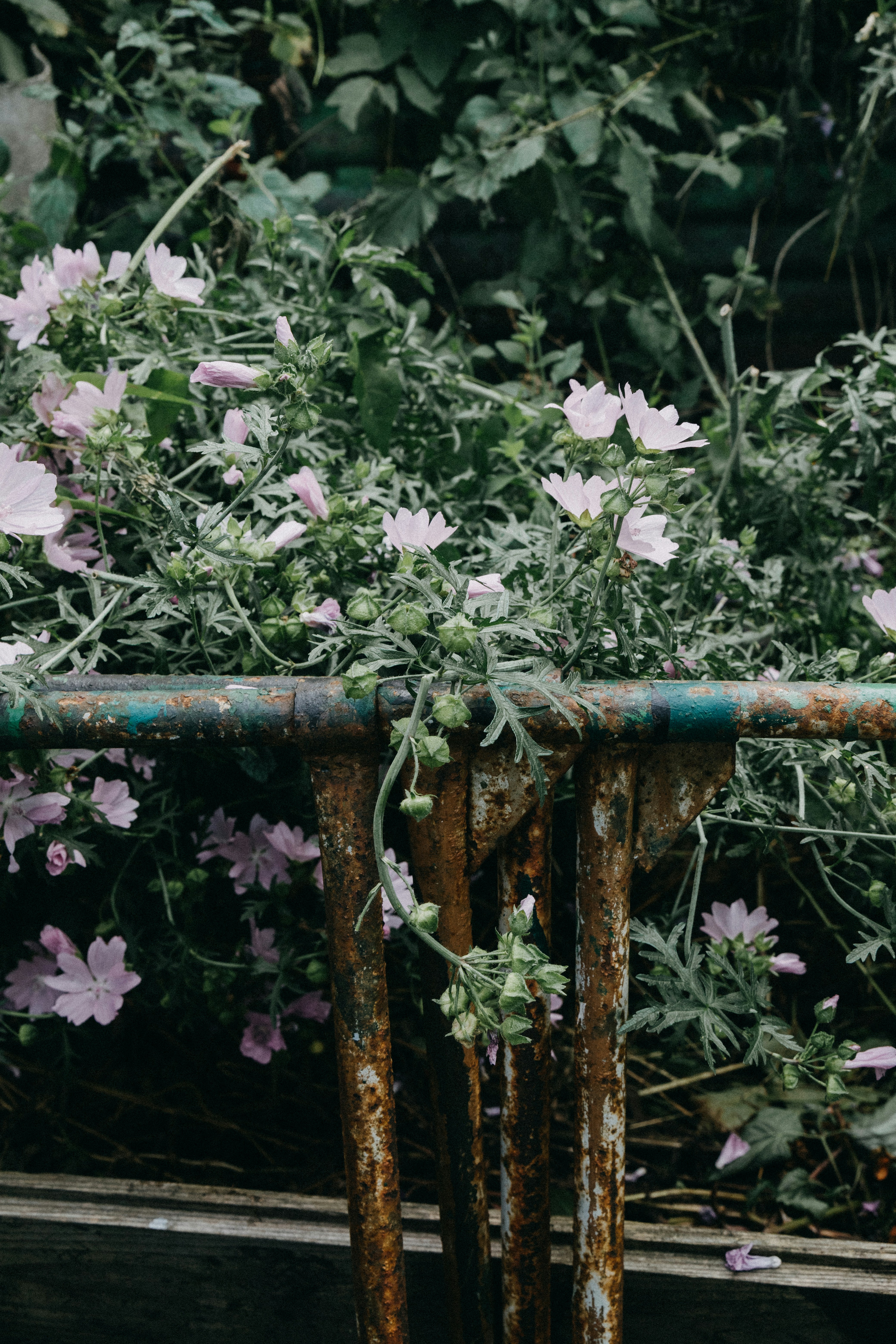 Timing Your Plantings by Hardiness Zone