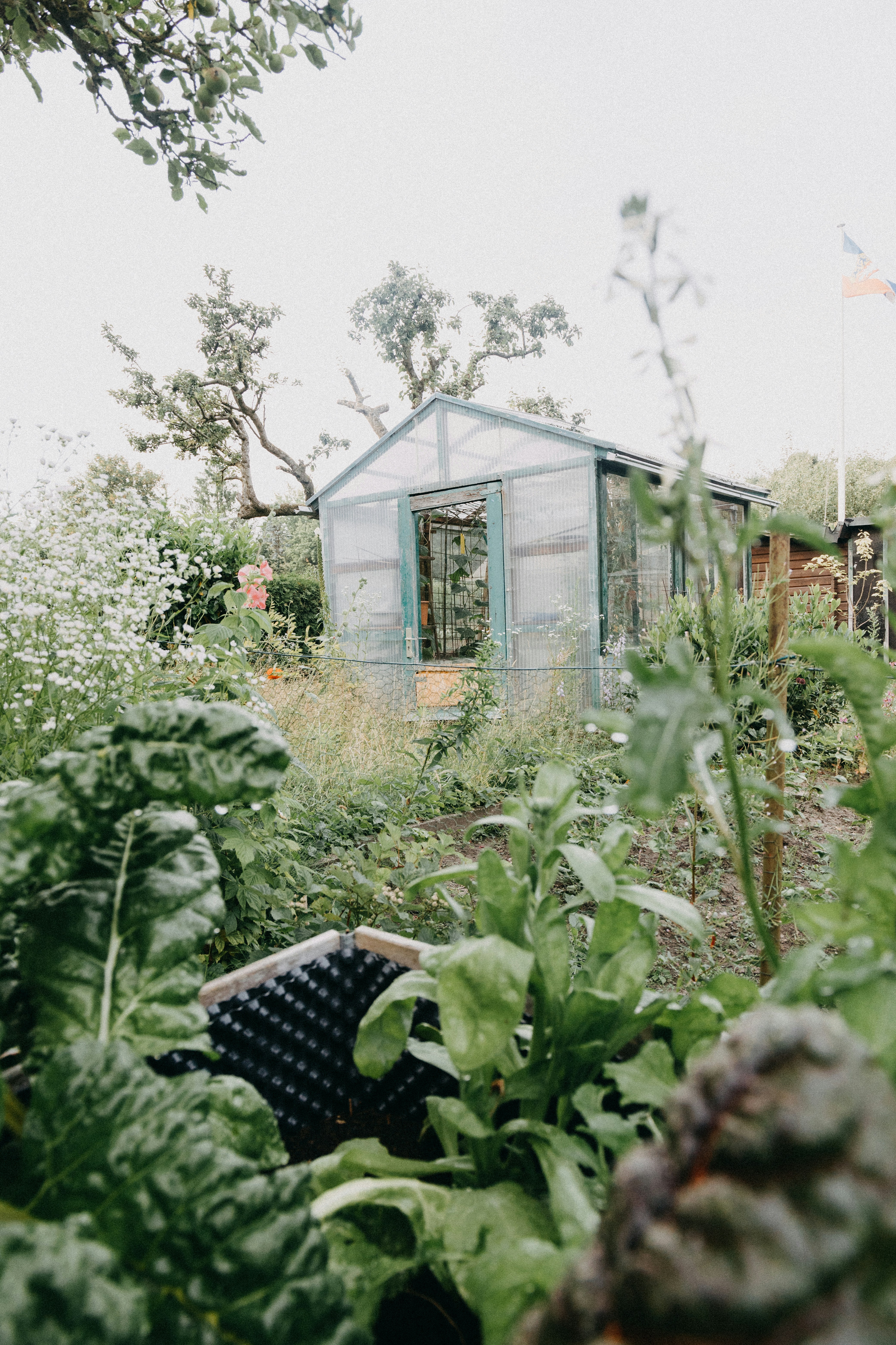 a garden with lots of green plants and a small building in the background