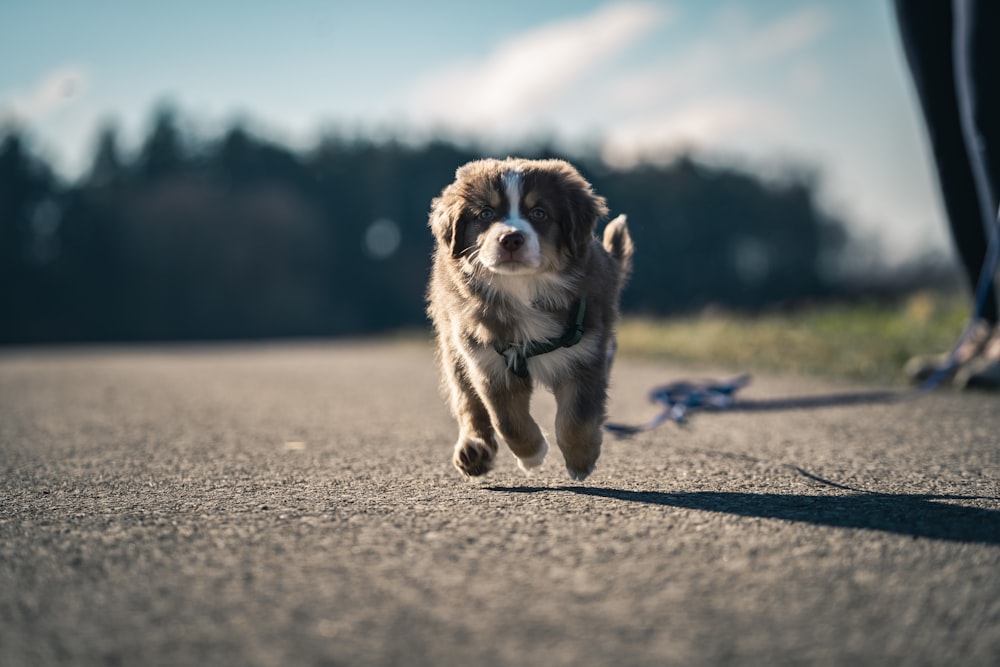 Un cane sta correndo per strada con un guinzaglio