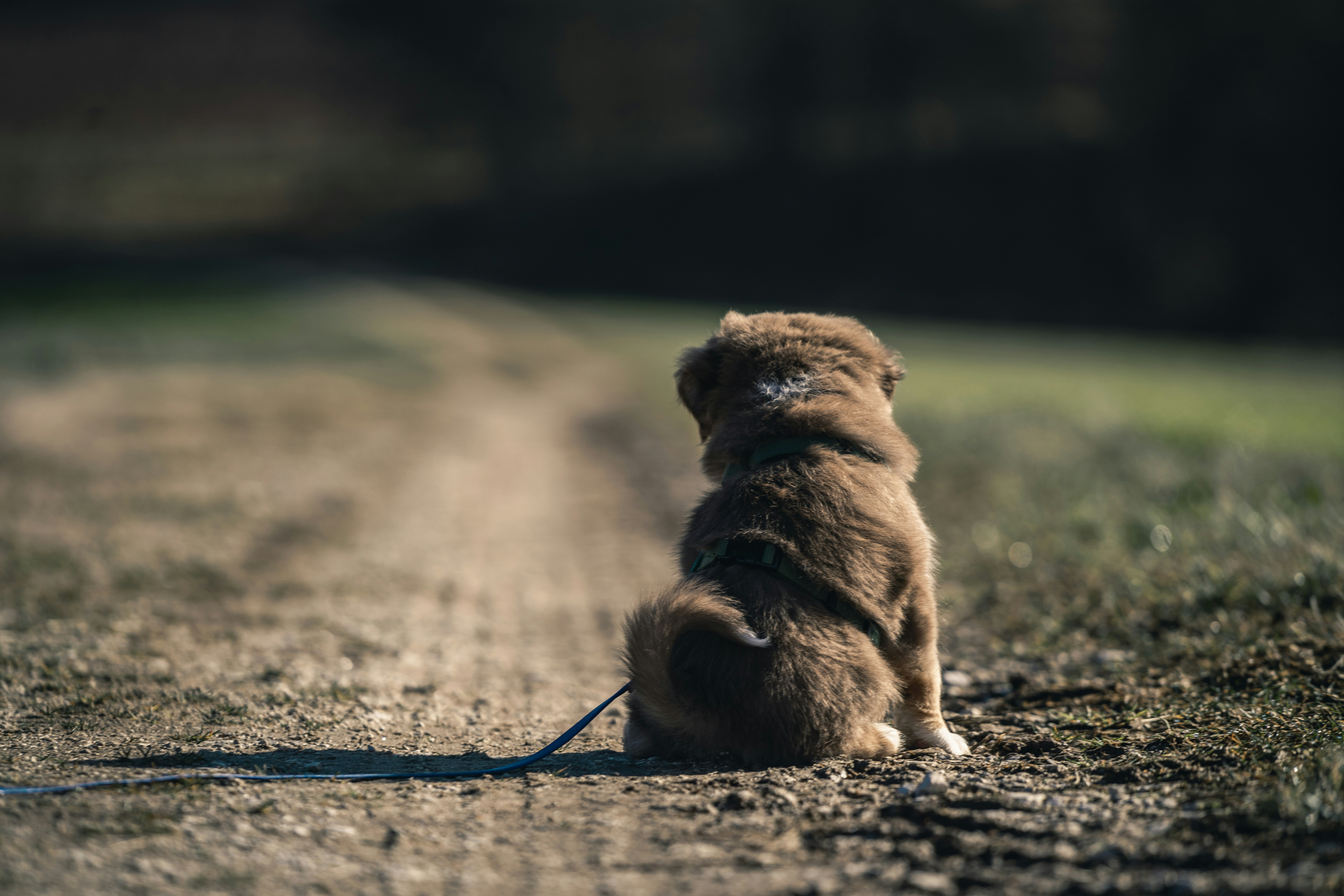 When to Seek Veterinary Advice