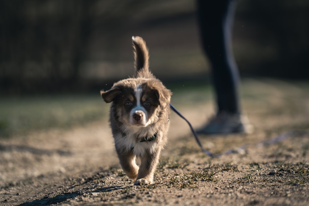 a brown and white dog walking down a dirt road