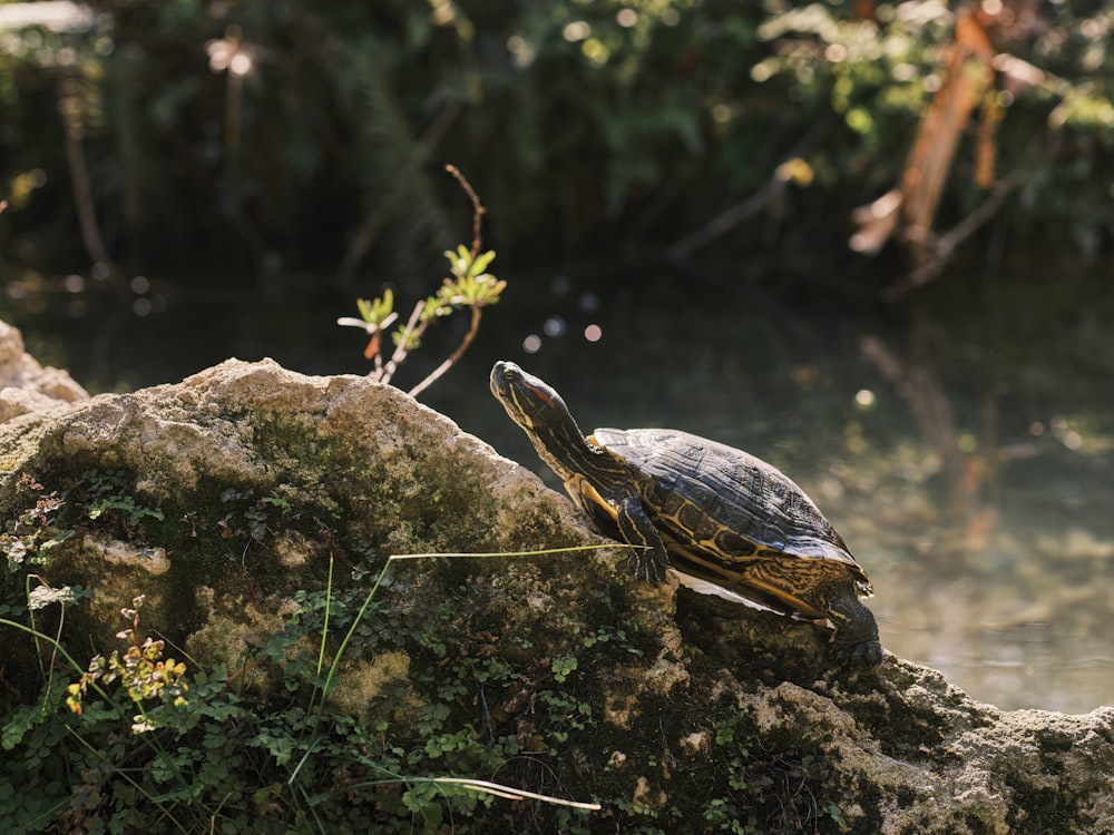 a turtle sitting on top of a rock next to a body of water