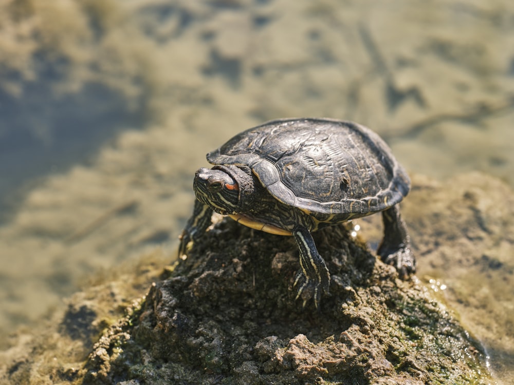 a small turtle sitting on top of a rock