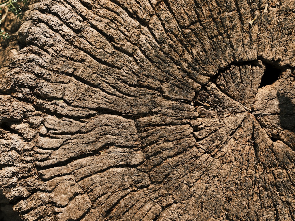 a close up of a tree trunk with a hole in it